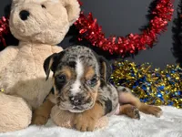 Noah, a male English Bulldog and Beagle for sale in Plainville, IN – 4 of 7