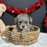 Milo, a male Poodle - Toy  for sale in Plainville, IN – Photo 6 of 6