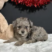 Milo, a male Poodle - Toy  for sale in Plainville, IN – Photo 3 of 6