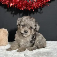 Milo, a male Poodle - Toy  for sale in Plainville, IN – Photo 1 of 6