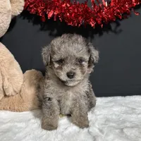 Milo, a male Poodle - Toy  for sale in Plainville, IN – Photo 2 of 6