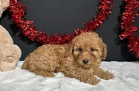 Fancy, a female Poodle - Toy  for sale in Plainville, IN – 2 of 6