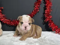 Bruiser, a male English Bulldog for sale in Plainville, IN – 4 of 6