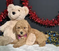 Lila, a female Poodle - Toy  for sale in Plainville, IN – 7 of 7