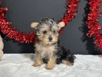 Tootsie, a female Morkie for sale in Plainville, IN – 8 of 9