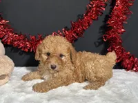 Emery, a male Poodle - Toy  for sale in Plainville, IN – 2 of 7
