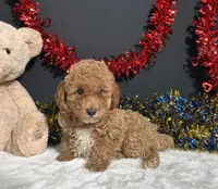 Kathy, a female Poodle - Miniature  for sale in Plainville, IN – 3 of 6