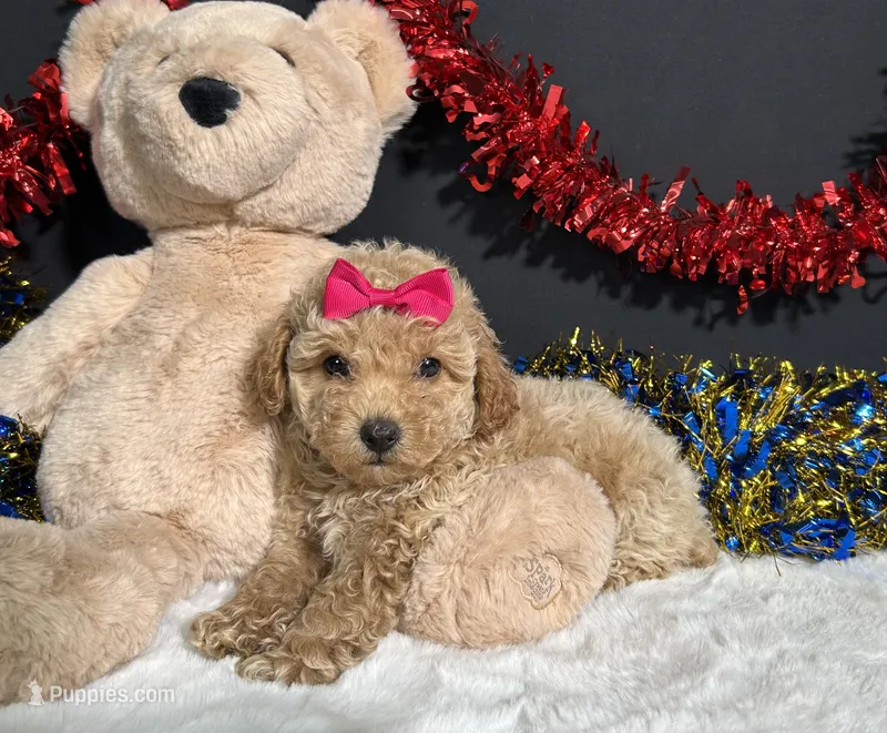 Maddie – Poodle - Miniature  puppy for sale in Plainville, IN