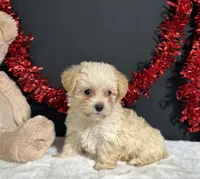Ashley, a female Morkie for sale in Plainville, IN – 2 of 6