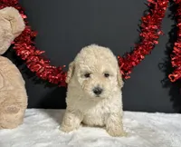 Cynthia, a female Poodle - Miniature  for sale in Plainville, IN – 6 of 8