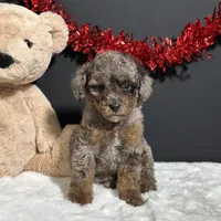 Sophie, a female Poodle - Toy  for sale in Plainville, IN – Photo 6 of 9