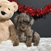 Sophie, a female Poodle - Toy  for sale in Plainville, IN – Photo 4 of 9