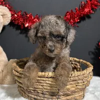 Sophie, a female Poodle - Toy  for sale in Plainville, IN – Photo 5 of 9