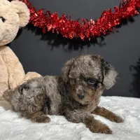 Sophie, a female Poodle - Toy  for sale in Plainville, IN – Photo 7 of 9