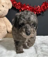 Flash, a male Poodle - Toy  for sale in Plainville, IN – Photo 2 of 6