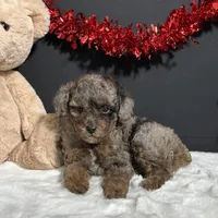 Sophie, a female Poodle - Toy  for sale in Plainville, IN – Photo 3 of 9