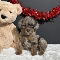 Sophie, a female Poodle - Toy  for sale in Plainville, IN – Photo 8 of 9