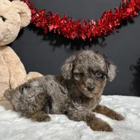 Sophie, a female Poodle - Toy  for sale in Plainville, IN – Photo 9 of 9