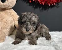 Flash, a male Poodle - Toy  for sale in Plainville, IN – Photo 4 of 6