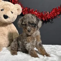 Sophie, a female Poodle - Toy  for sale in Plainville, IN – Photo 2 of 9