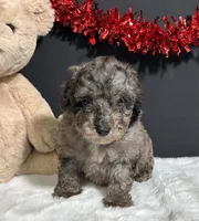 Flash, a male Poodle - Toy  for sale in Plainville, IN – Photo 3 of 6