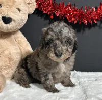 Flash, a male Poodle - Toy  for sale in Plainville, IN – Photo 5 of 6