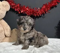Flash, a male Poodle - Toy  for sale in Plainville, IN – Photo 1 of 6