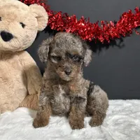 Sophie, a female Poodle - Toy  for sale in Plainville, IN – Photo 1 of 9