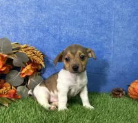 Sage, a female Rat Terrier for sale in Plainville, IN – 2 of 5