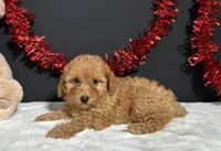 Fancy, a female Poodle - Toy  for sale in Plainville, IN – 3 of 6