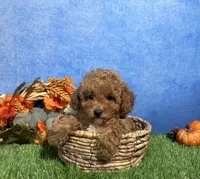 Ames, a male Poodle - Toy  for sale in Plainville, IN – 3 of 6