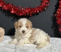 Beverly, a female Poodle - Toy  for sale in Plainville, IN – Photo 3 of 6
