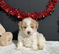 Beverly, a female Poodle - Toy  for sale in Plainville, IN – Photo 1 of 6
