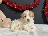 Beverly, a female Poodle - Toy  for sale in Plainville, IN – Photo 4 of 6
