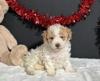 Beverly, a female Poodle - Toy  for sale in Plainville, IN – Photo 2 of 6