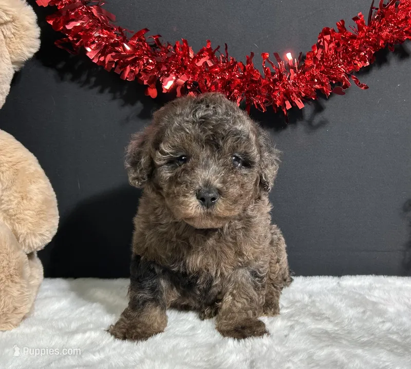 Jaylen – Poodle - Miniature  puppy for sale in Plainville, IN