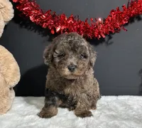 Jaylen, a male Poodle - Miniature  for sale in Plainville, IN – Photo 1 of 8