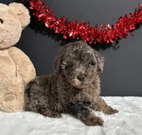 Jaylen, a male Poodle - Miniature  for sale in Plainville, IN – Photo 7 of 8