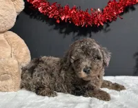 Jaylen, a male Poodle - Miniature  for sale in Plainville, IN – Photo 4 of 8