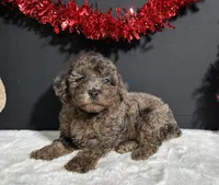 Jaylen, a male Poodle - Miniature  for sale in Plainville, IN – Photo 5 of 8