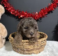 Jaylen, a male Poodle - Miniature  for sale in Plainville, IN – Photo 8 of 8