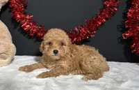Turner, a male Poodle - Toy  for sale in Plainville, IN – 2 of 7