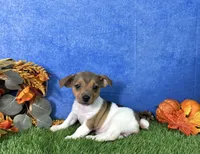 Sage, a female Rat Terrier for sale in Plainville, IN – 1 of 5
