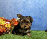 Oliver, a male Yorkshire Terrier for sale in Plainville, IN – 2 of 7