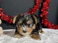 Luke, a male Yorkshire Terrier for sale in Plainville, IN – 5 of 6