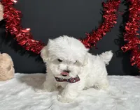 Lil Teddy, a male Maltese for sale in Plainville, IN – 3 of 6