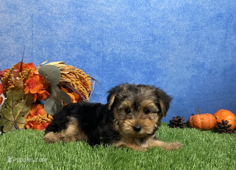 Milo – Yorkshire Terrier puppy for sale in Plainville, IN