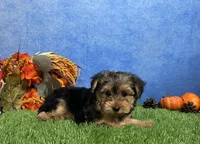 Milo, a male Yorkshire Terrier for sale in Plainville, IN – 1 of 7