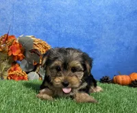 Milo, a male Yorkshire Terrier for sale in Plainville, IN – 7 of 7