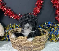 Kara, a female Maltipoo for sale in Plainville, IN – 2 of 6